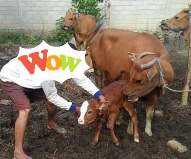 Screenshot_2025-06-02-19-06-49-19_6012fa4d4ddec268fc5c7112cbb265e7